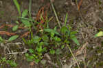 Roadside bittercress